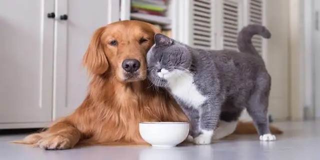 狗好养还是猫好养