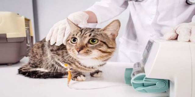 猫瘟不治疗能活几天
