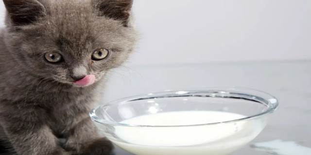 小猫可以喝牛奶吗
