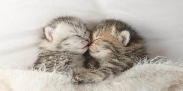 小奶猫一直叫