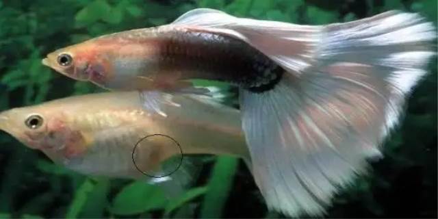 孔雀鱼怎么判断怀孕