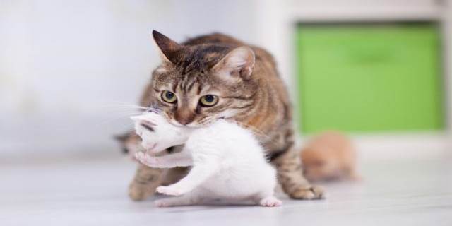 小猫多大可以离开母猫