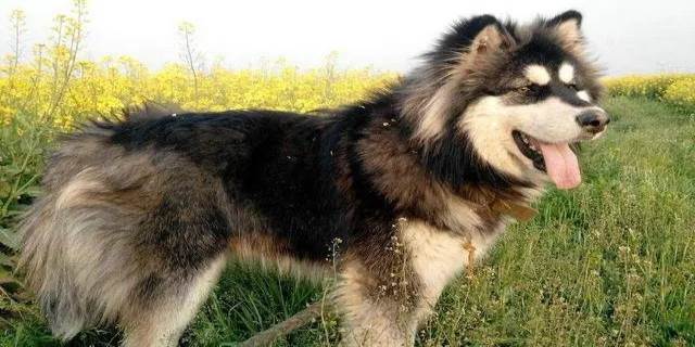 阿拉斯加犬怎么养