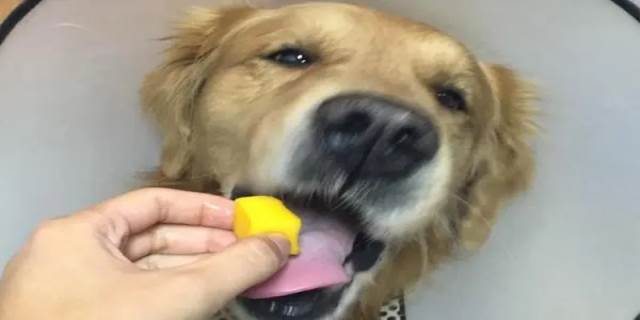 狗狗可以吃芒果吗