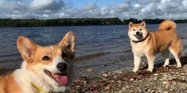 柴犬和柯基哪个好养