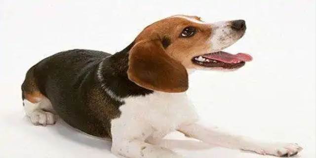 比格犬好养吗
