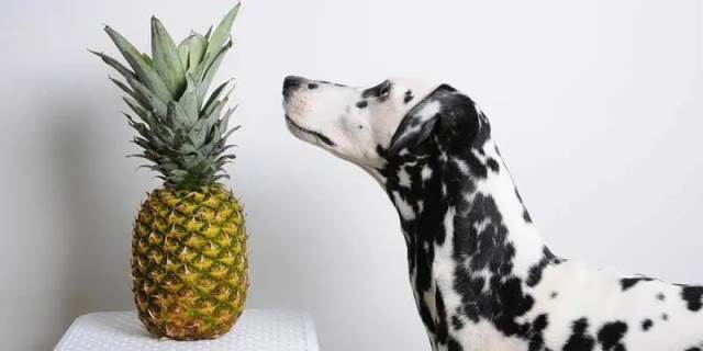 狗能不能吃菠萝