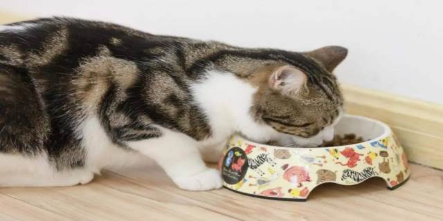 猫一天吃几顿好