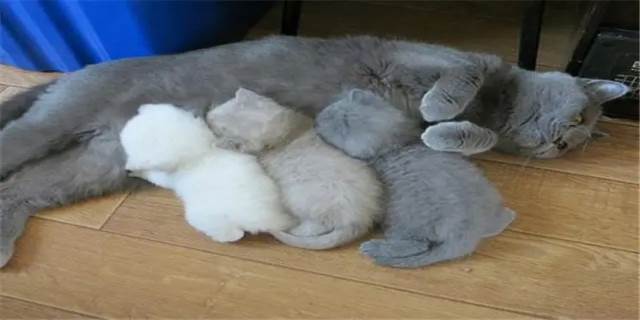 猫咪多大断奶