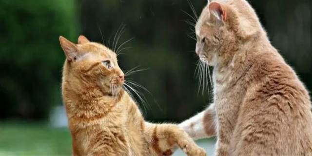 两只猫多久能和谐相处