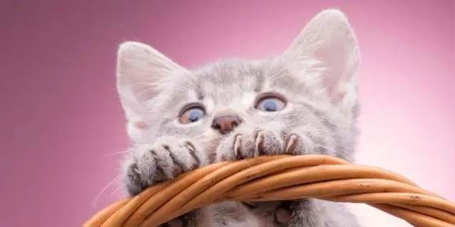 猫咪为什么发出咕噜咕噜的声音