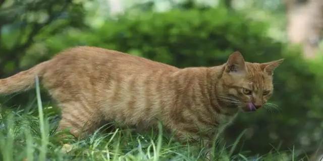 宠物猫和土猫区别在哪里