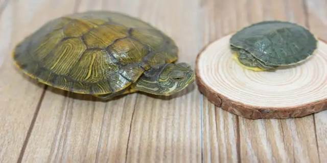 乌龟可以多久不吃东西