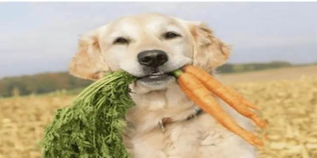 狗可以吃胡萝卜吗