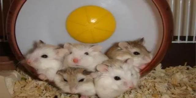 怎么训练仓鼠