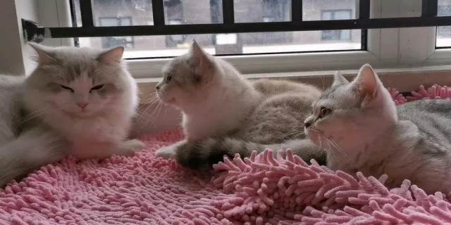 猫喜欢亲近什么样的人
