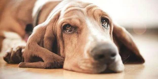 狗狗会哭吗