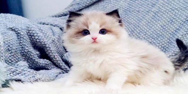 布偶猫为什么不能养