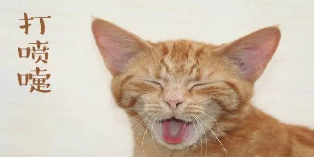猫咪感冒打喷嚏可以自愈吗