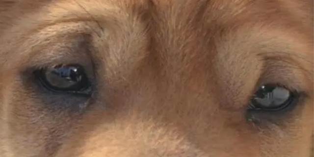 狗有眼屎是什么原因