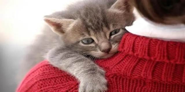 猫粘人是什么原因