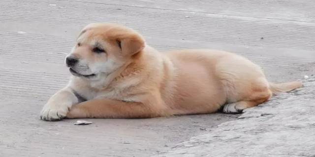 小土狗的饲养方法