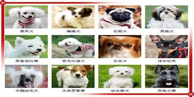 宠物狗的种类有哪些