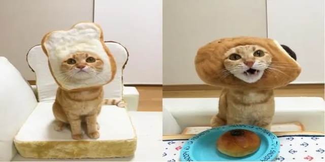 猫能吃面包吗