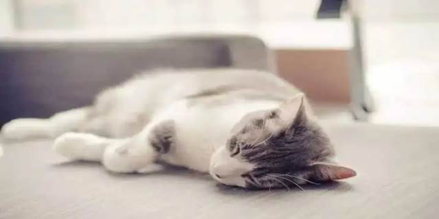 猫咪发烧是什么症状