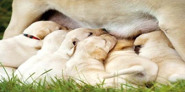 哺乳期的狗狗要怎么喂养 