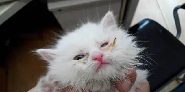 猫咪眼屎多是怎么回事