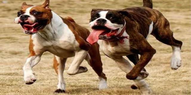 拳师犬为什么没人养