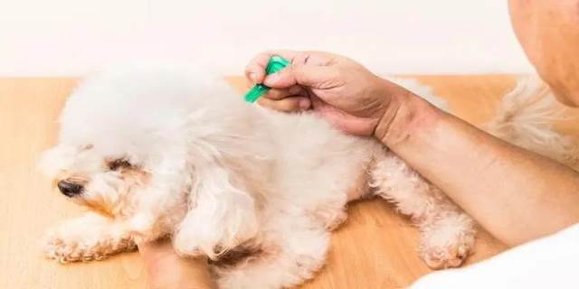 幼犬多大开始驱虫