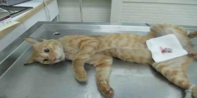 母猫绝育后多久能恢复