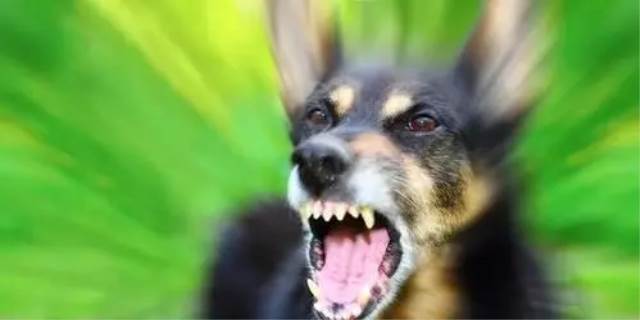 有狂犬病的狗能活多久
