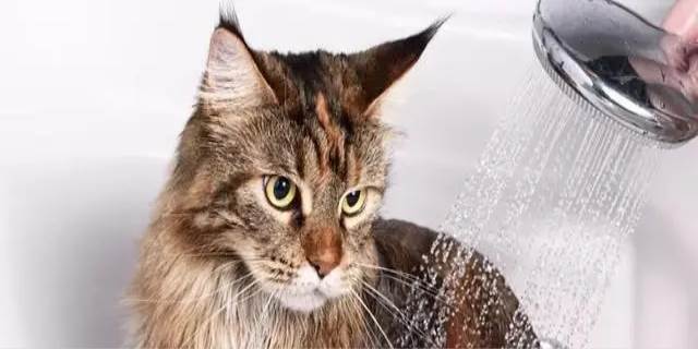 小猫多大可以洗澡