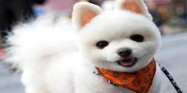 博美和泰迪能一起养吗