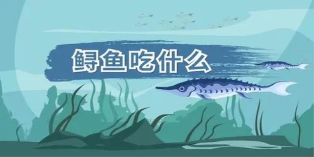鲟鱼吃什么