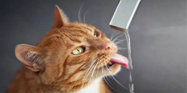 猫能喝自来水吗