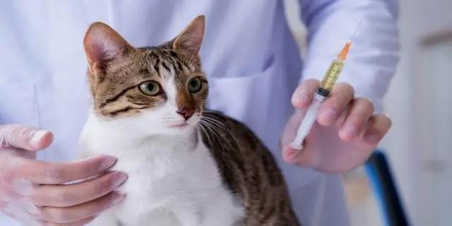 猫瘟是怎么引起的