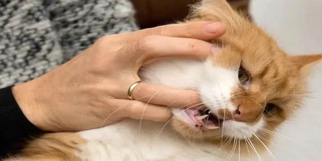 猫咪咬人是什么意思