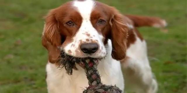 史宾格犬适合家养吗