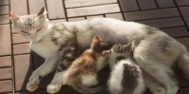 该不该给母猫留一个小猫