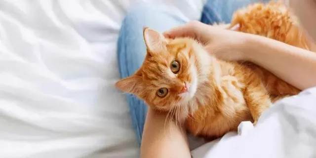 养猫的好处