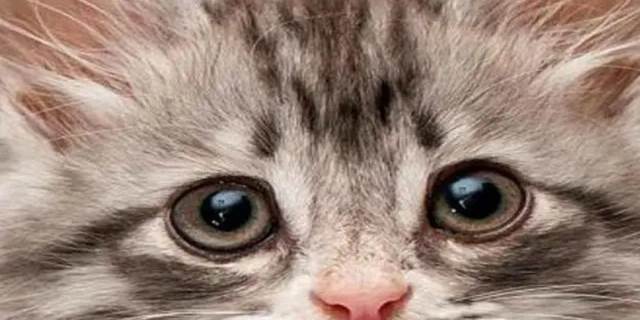 猫流眼泪是因为伤心吗