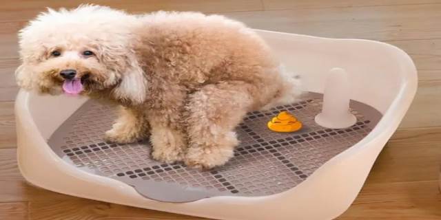怎样训练狗狗大小便