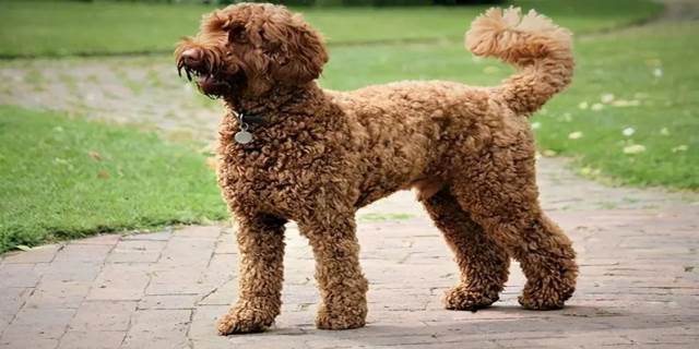 贵宾犬好养吗