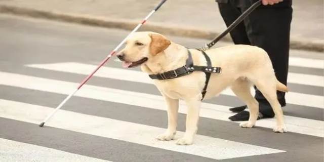 导盲犬有哪些品种