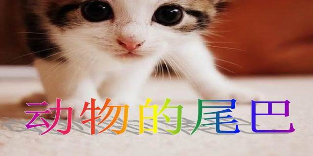 动物的尾巴有什么作用
