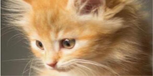 长毛橘猫什么品种